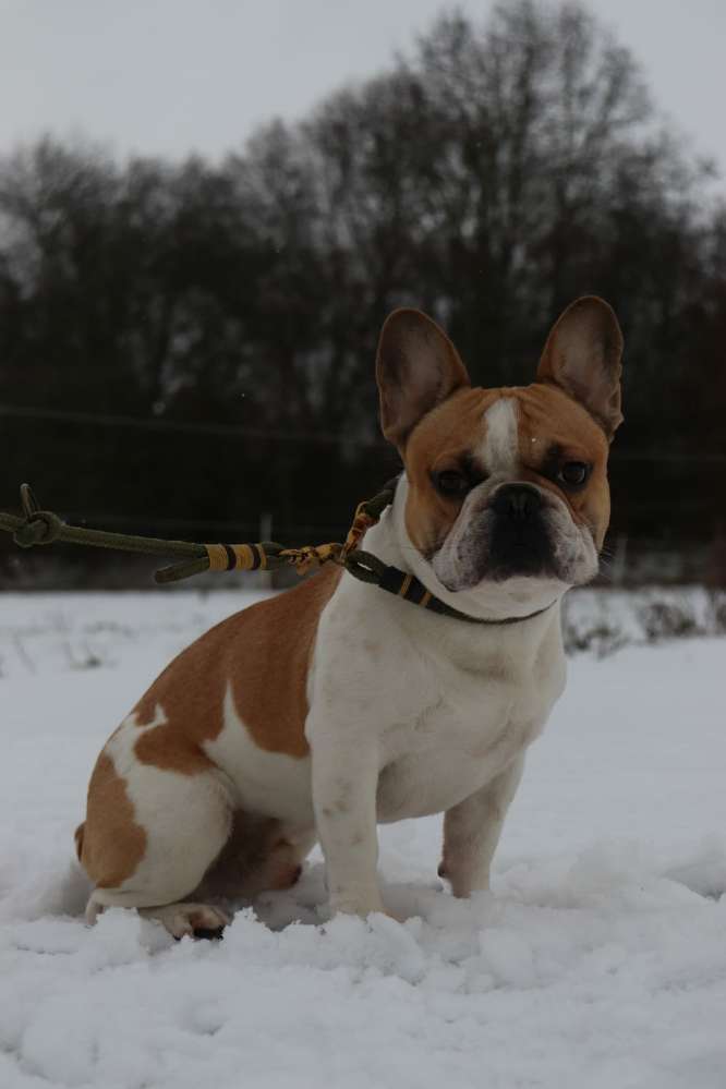 Hundetreffen-Hundetreffen-Profilbild