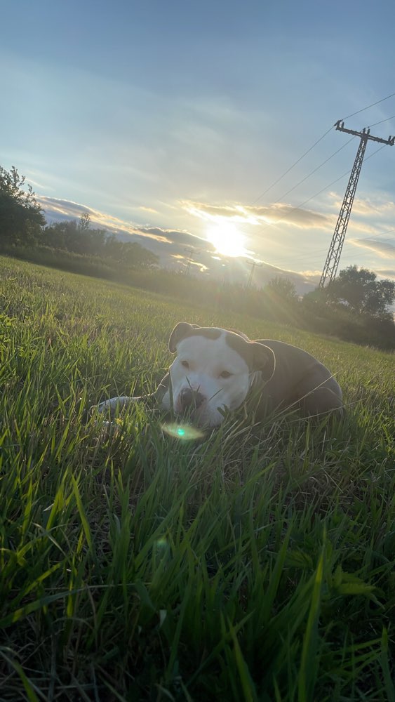 Hundetreffen-Suchen Freunde zum toben-Profilbild