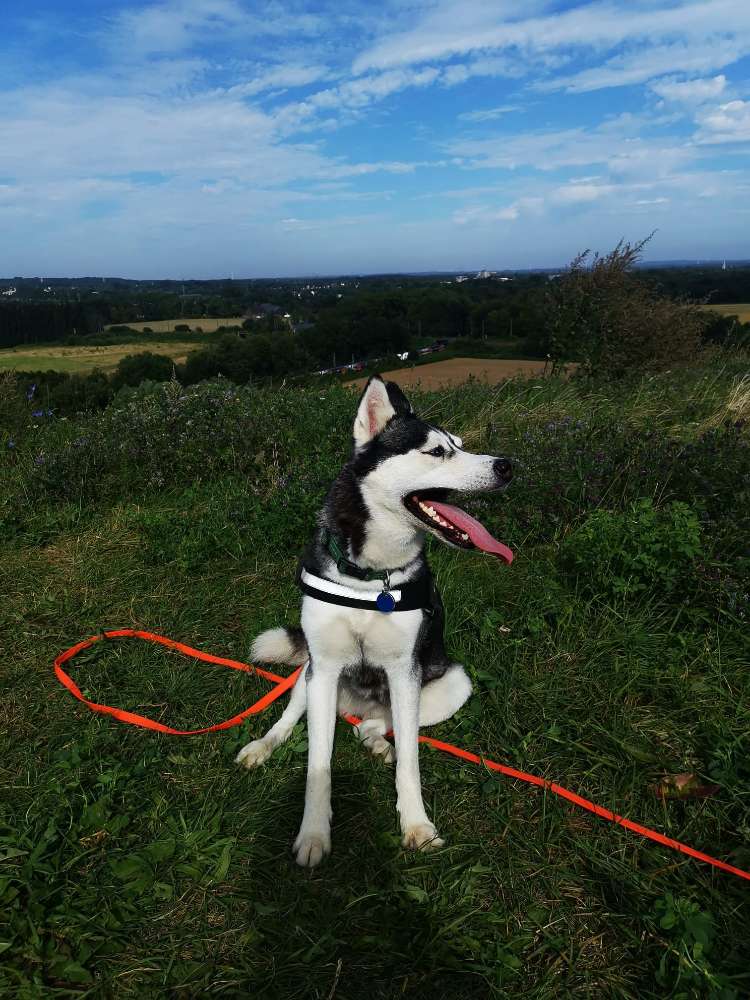 Hundetreffen-Suche für meine Husky Dame ein Spielgefährten und zum Gasi gehen.-Profilbild