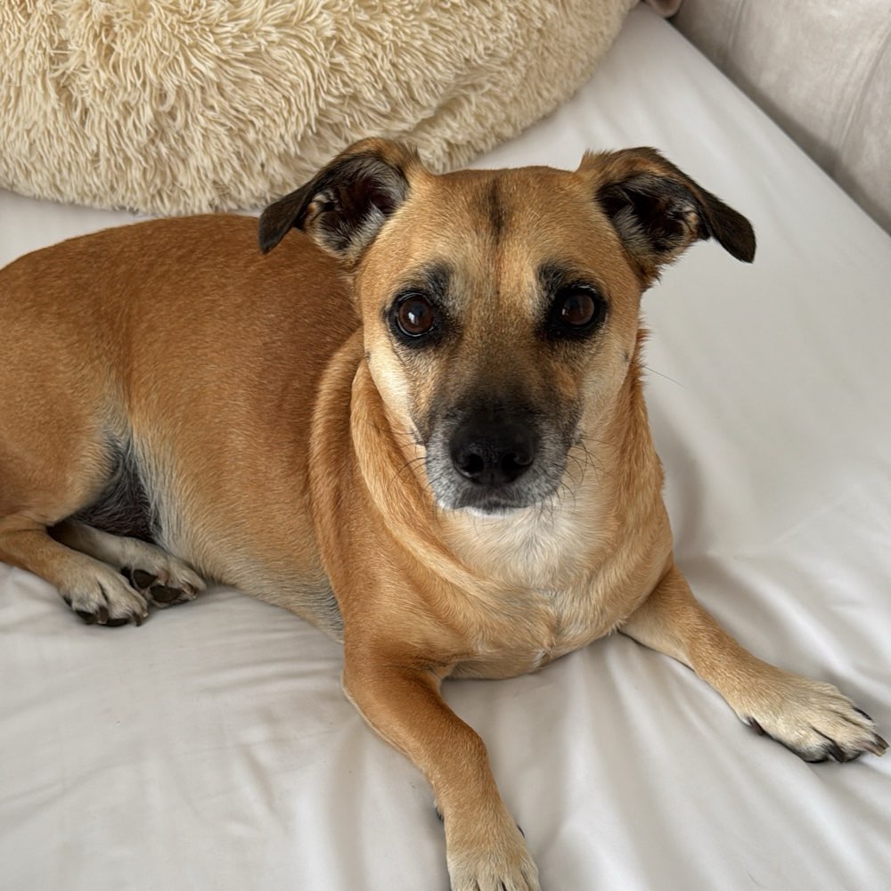 Hundetreffen-Spielen und Gassi 😊-Profilbild