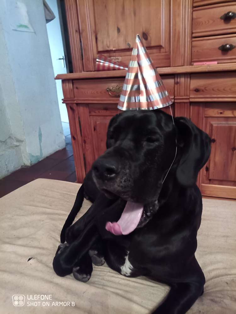 Hundetreffen-Gassirunde Innerste-Profilbild