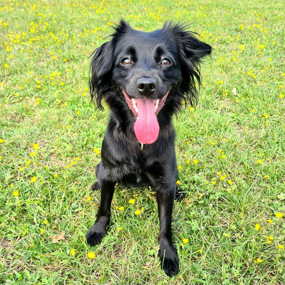 Hundetreffen-Spazieren, spielen oder üben 🐶-Profilbild