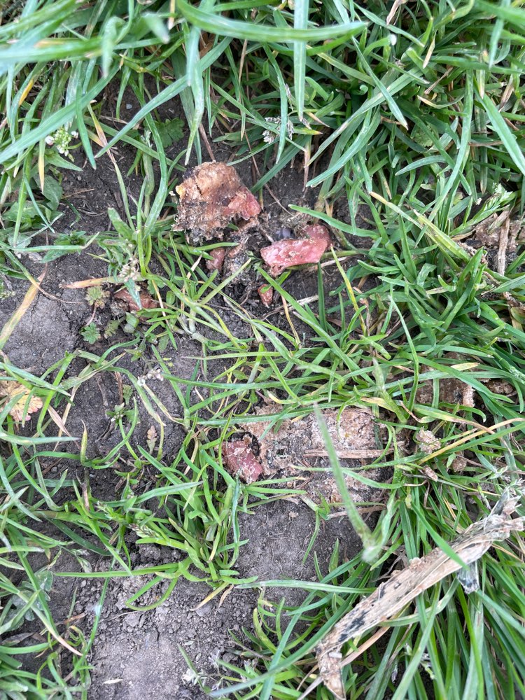 Giftköder-Möglicher Giftköder-Profilbild