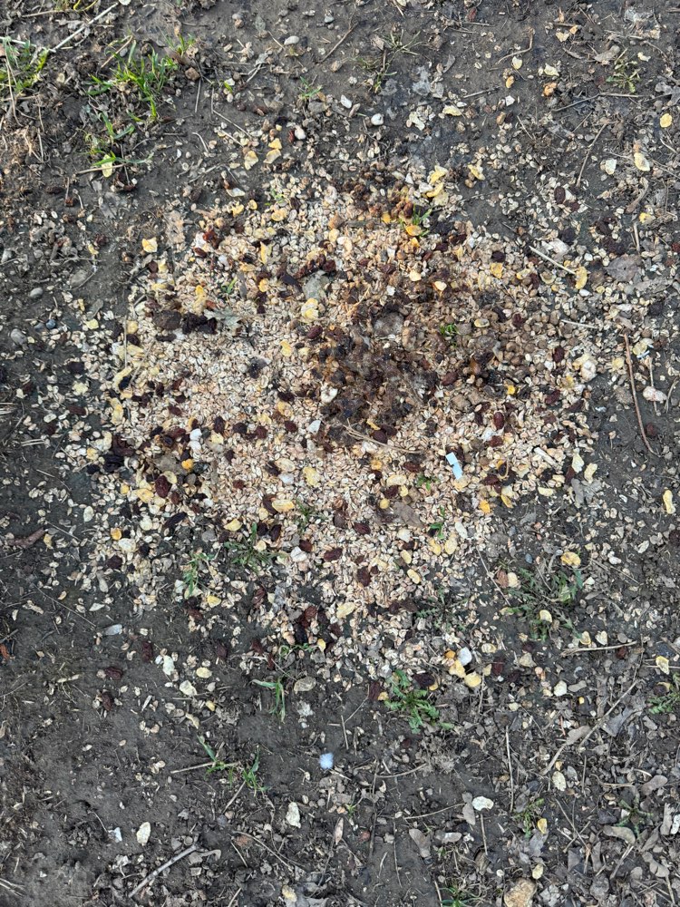 Giftköder-Rosinen und Nassfutter verstreut-Profilbild