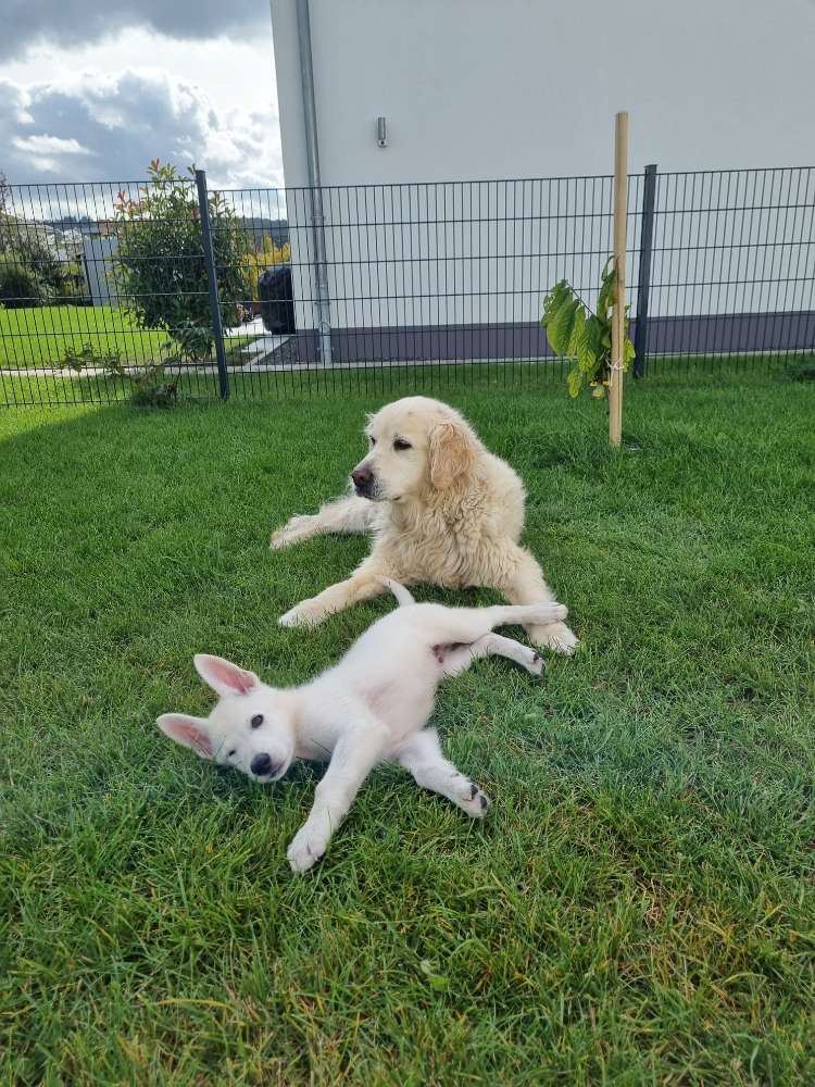 Hundetreffen-Spielen, Toben und Sozialisierung-Profilbild