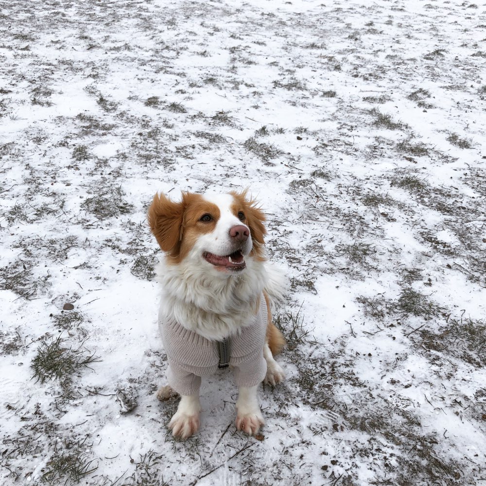 Hundetreffen-Spielrunde-Profilbild