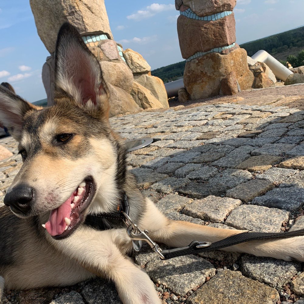 Hundetreffen-Hundetreffen-Profilbild