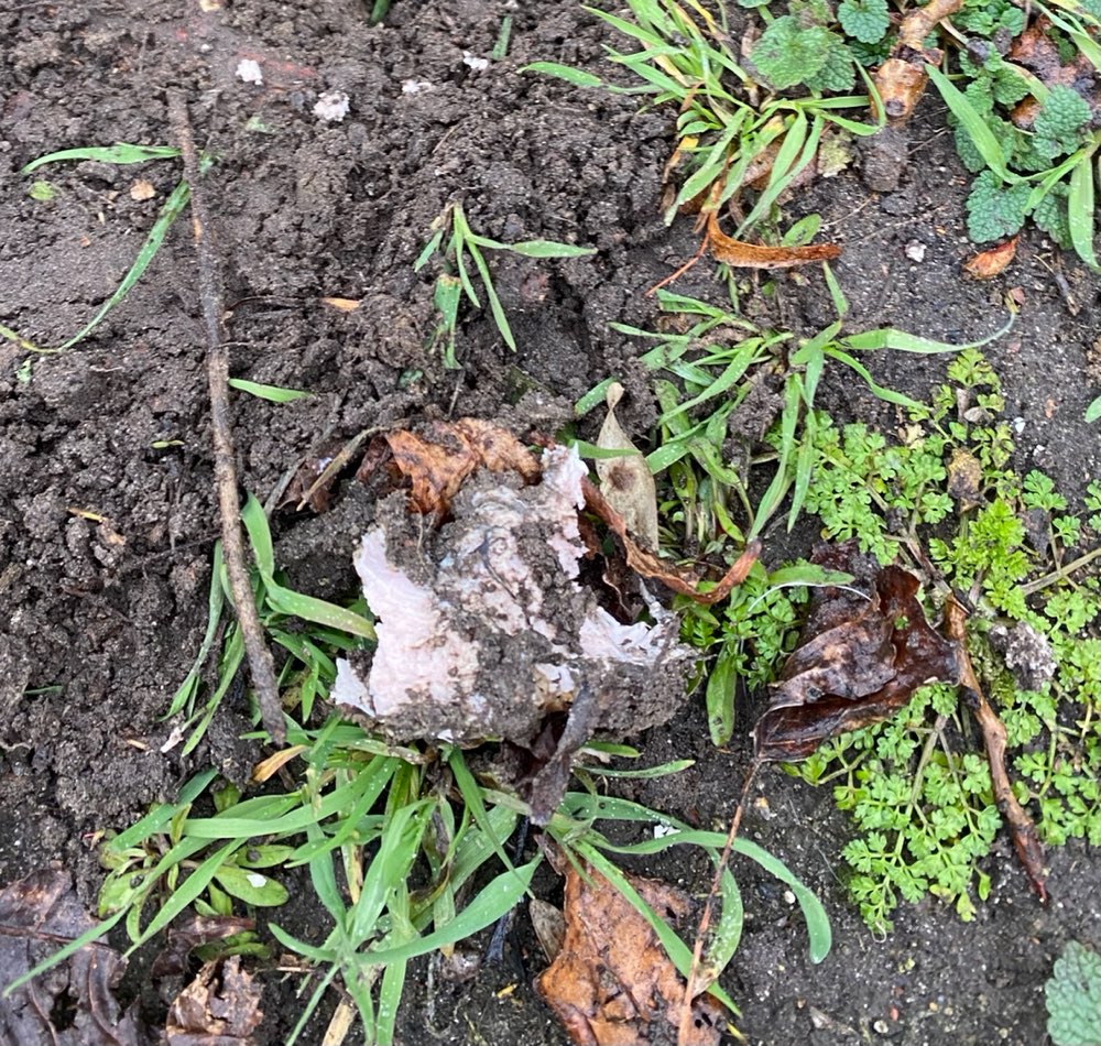 Giftköder-Vergrabene schmierige Fleischmasse-Profilbild