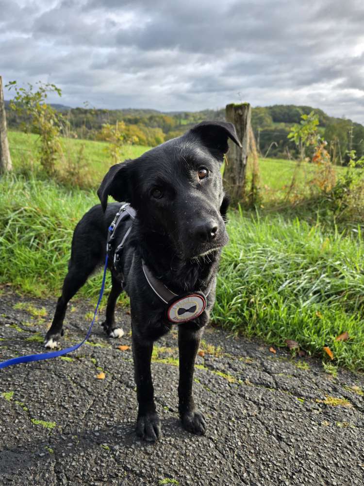 Hundetreffen-Gassi Treffen evtl. etwas Training-Profilbild