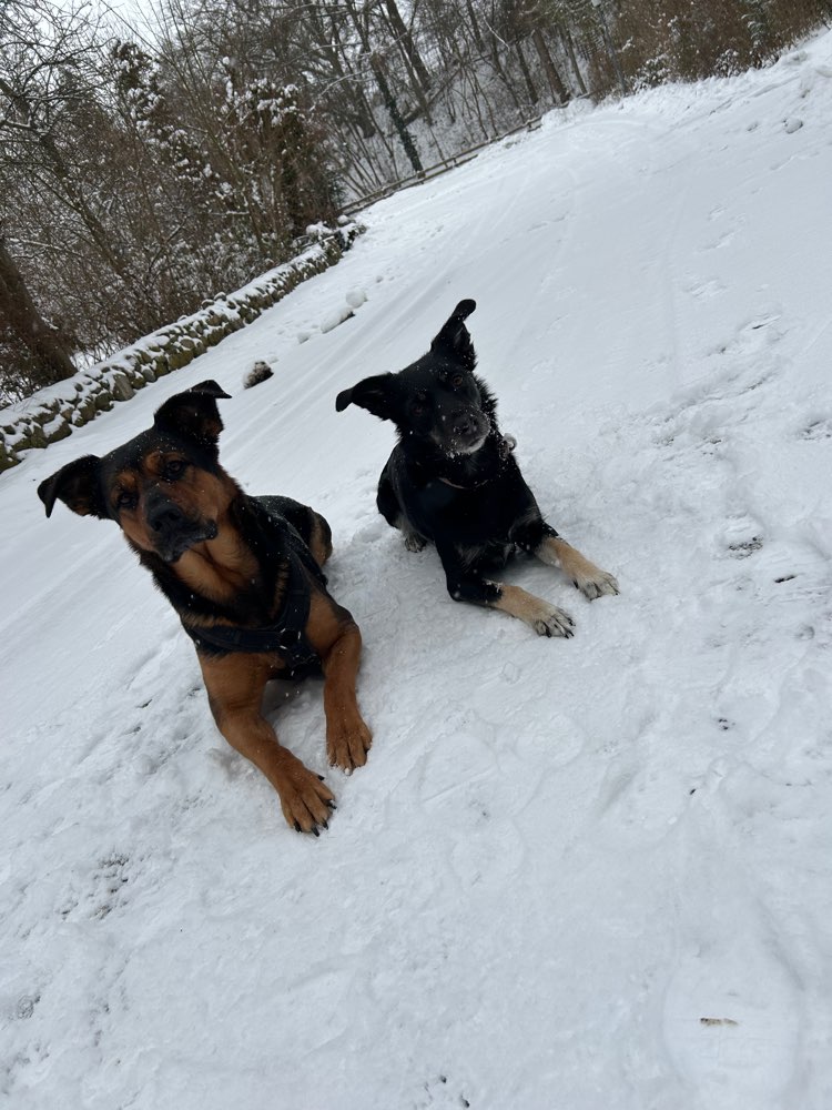 Hundetreffen-Gemeinsamer Spaziergang-Profilbild