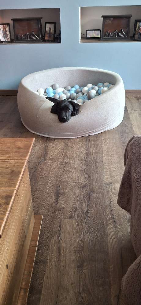 Hundetreffen-Welpentreffen gesucht zum spielen und Kennenlernen;-)für-Profilbild