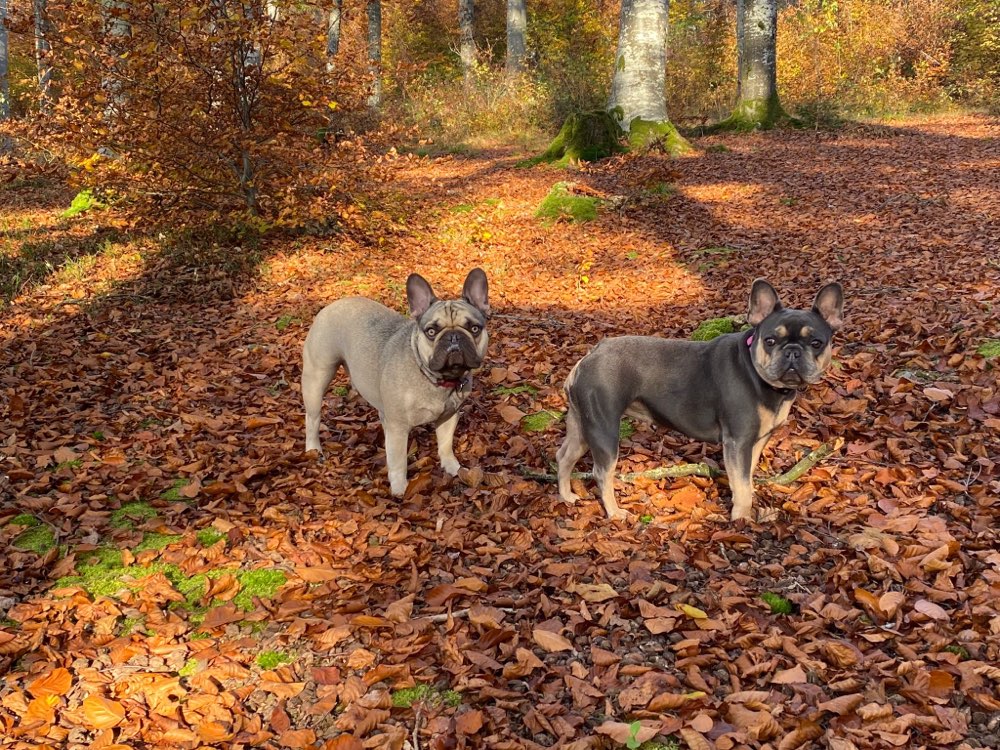 Hundetreffen-Spiel und Spass-Profilbild