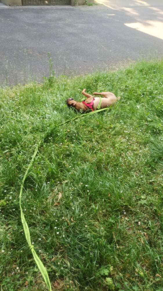 Hundetreffen-Freund/in für Buddy gesucht-Profilbild