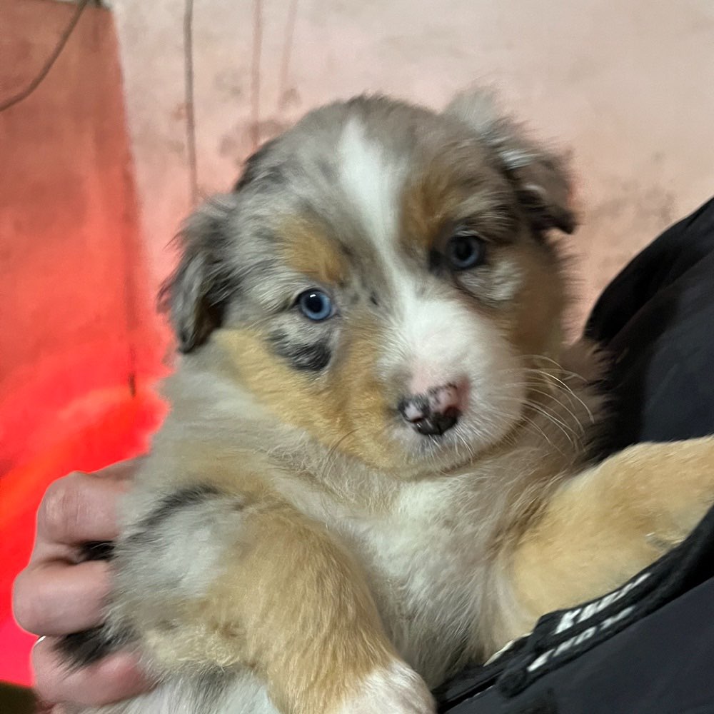 Hundetreffen-welpenspielen-Profilbild