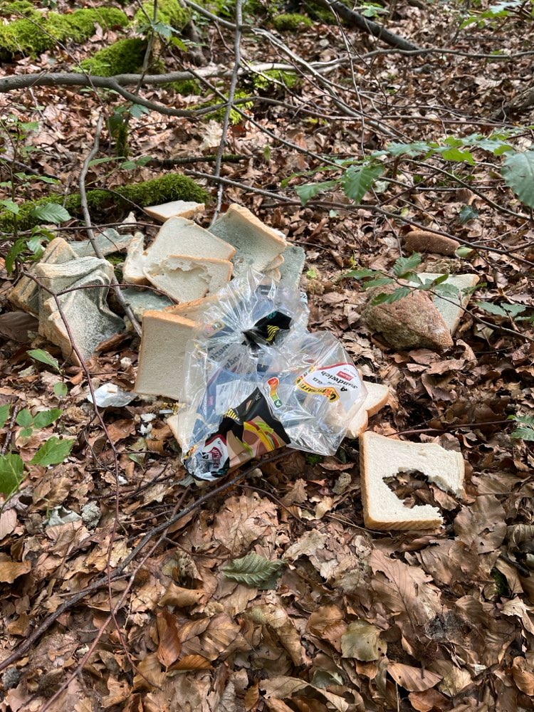 Giftköder-Verschimmeltes Toast-Profilbild