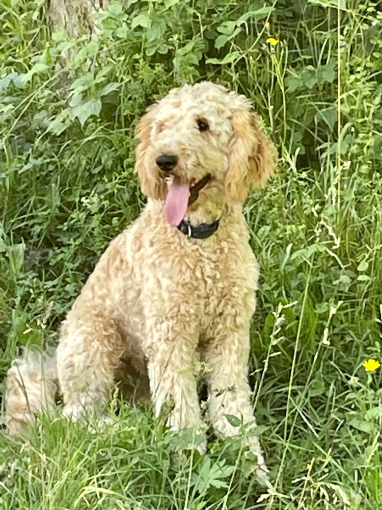 Hundetreffen-Hundetreff Merketal-Profilbild