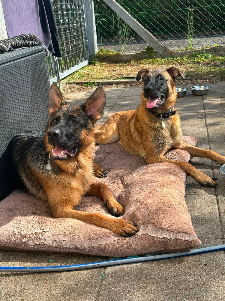 Hundetreffen-Zwei junge Schäferhunde suchen Hundefreunde-Profilbild