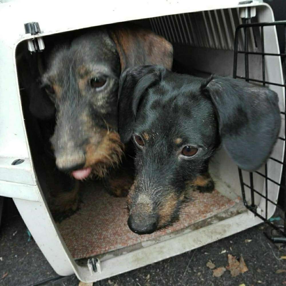 Hundetreffen-Gravenbrucher Weg / Wiese am Friedhof/ Niederröder Weg-Profilbild