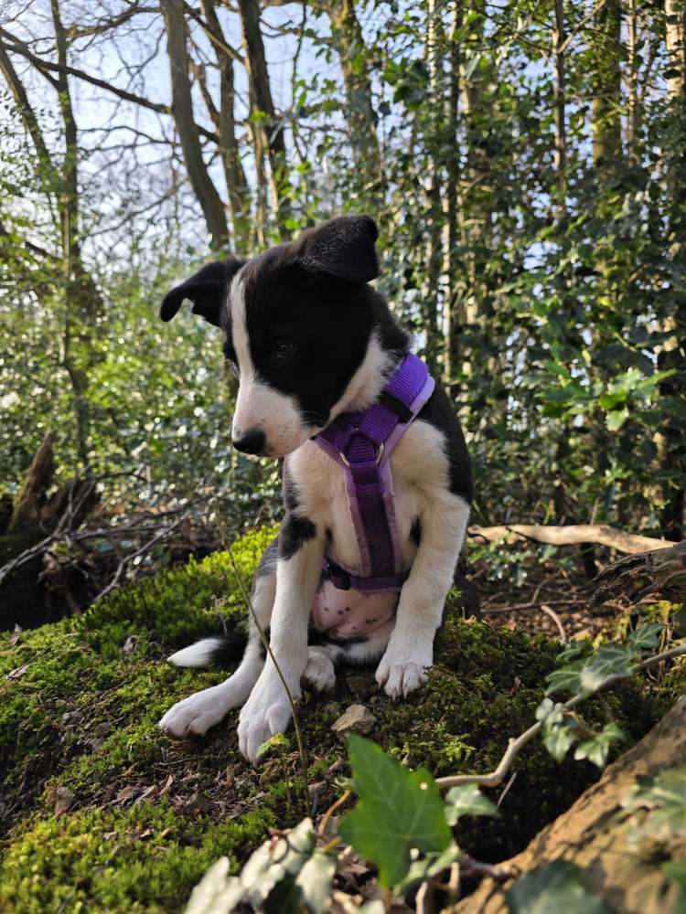 Hundetreffen-Welpentreffen Kürten und Umgebung-Profilbild