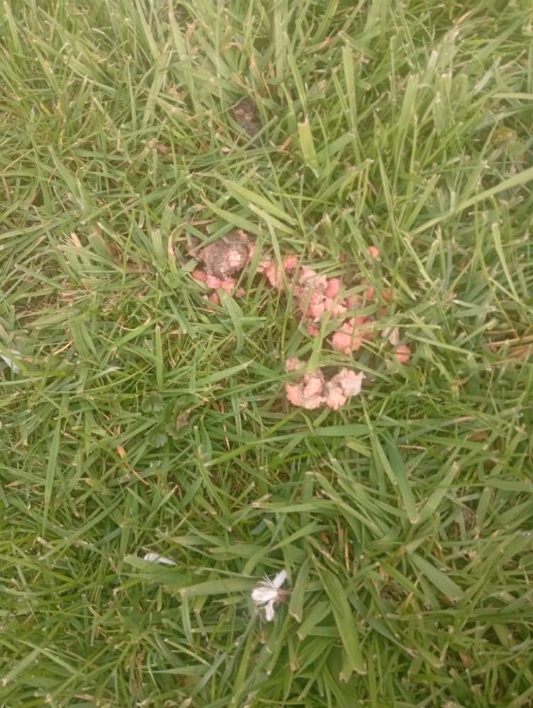 Giftköder-Gift???-Profilbild