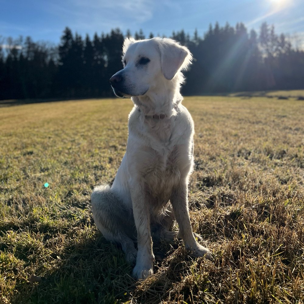 Hundetreffen-Gassirunde für Spielen und Trainieren-Profilbild