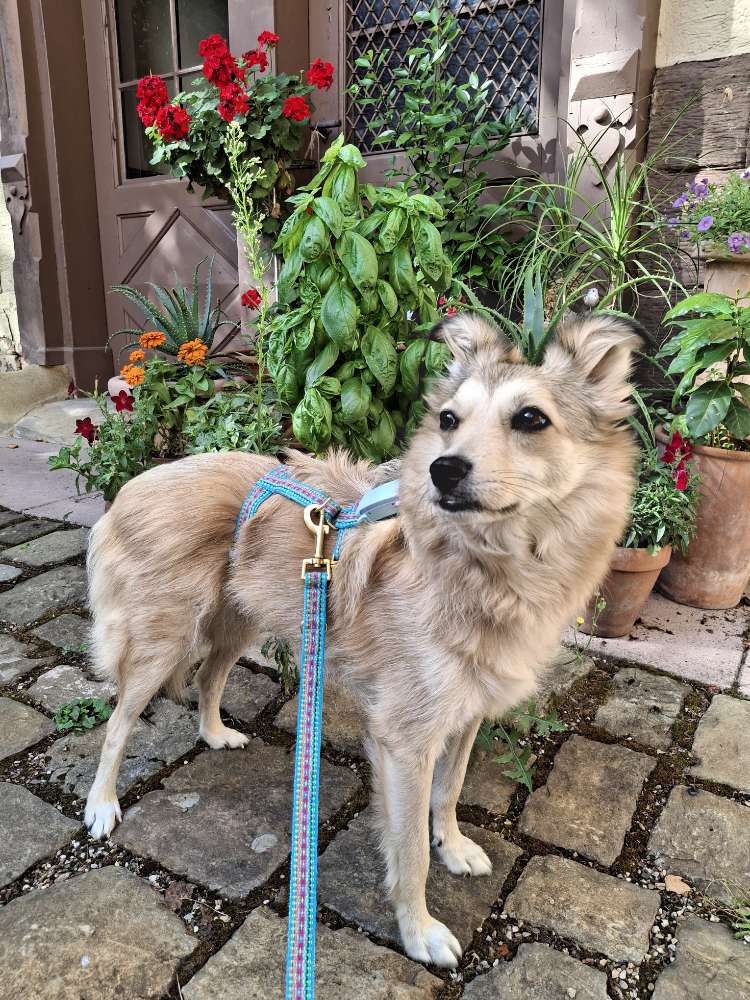 Hundetreffen-Gassifreunde für Flora gesucht-Profilbild