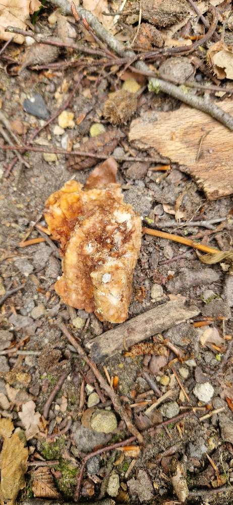 Giftköder-Giftköder im Schlossgarten, oberer Weg-Profilbild