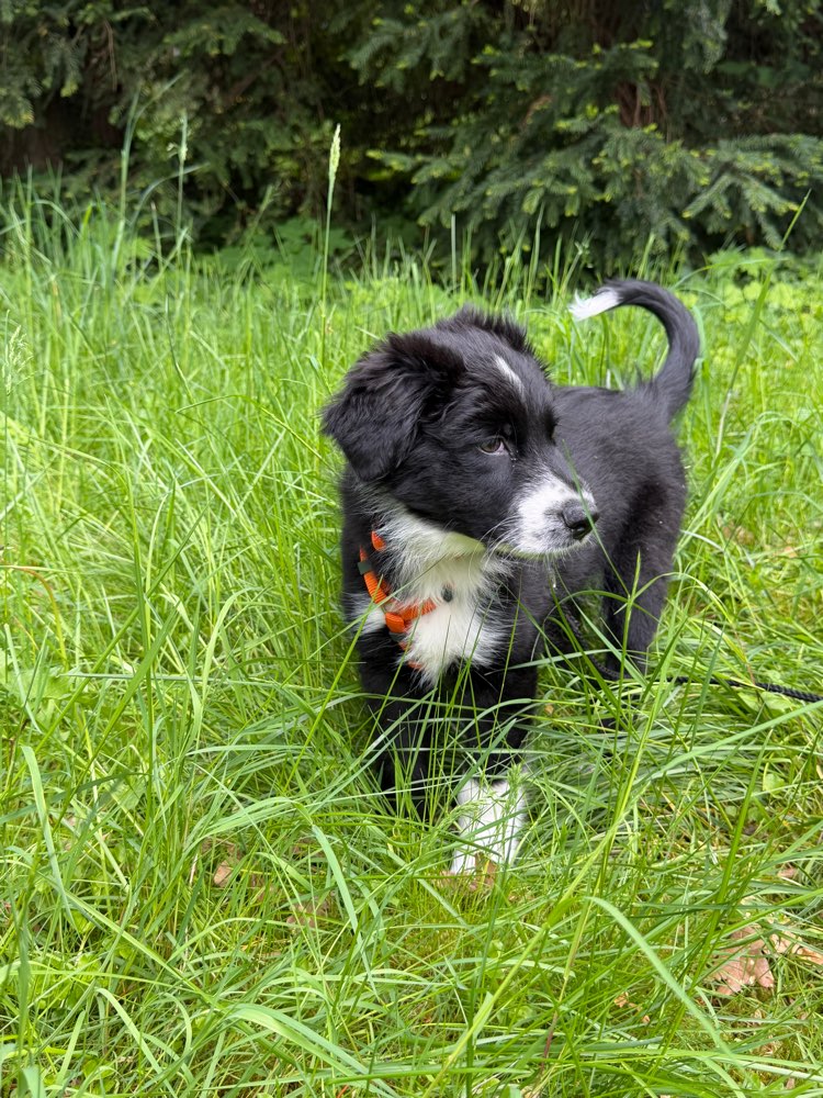 Hundetreffen-Gassi & Spielen-Profilbild