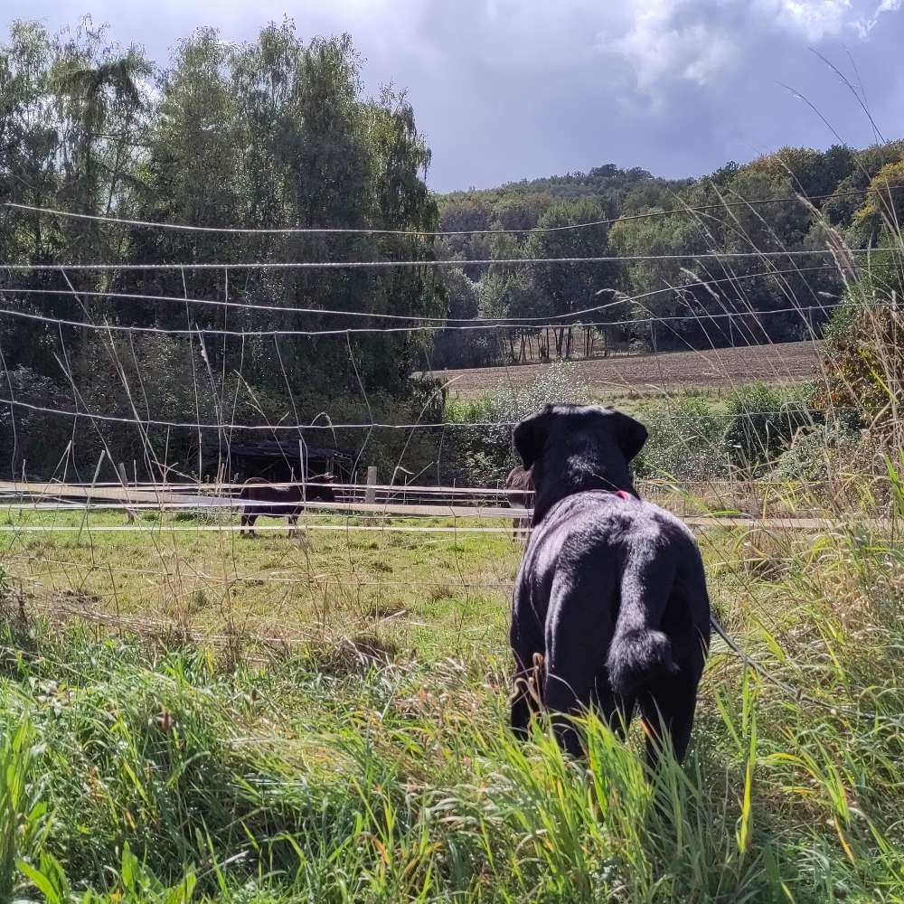 Hundetreffen-Hundekumpels zum spielen und trainieren gesucht-Profilbild