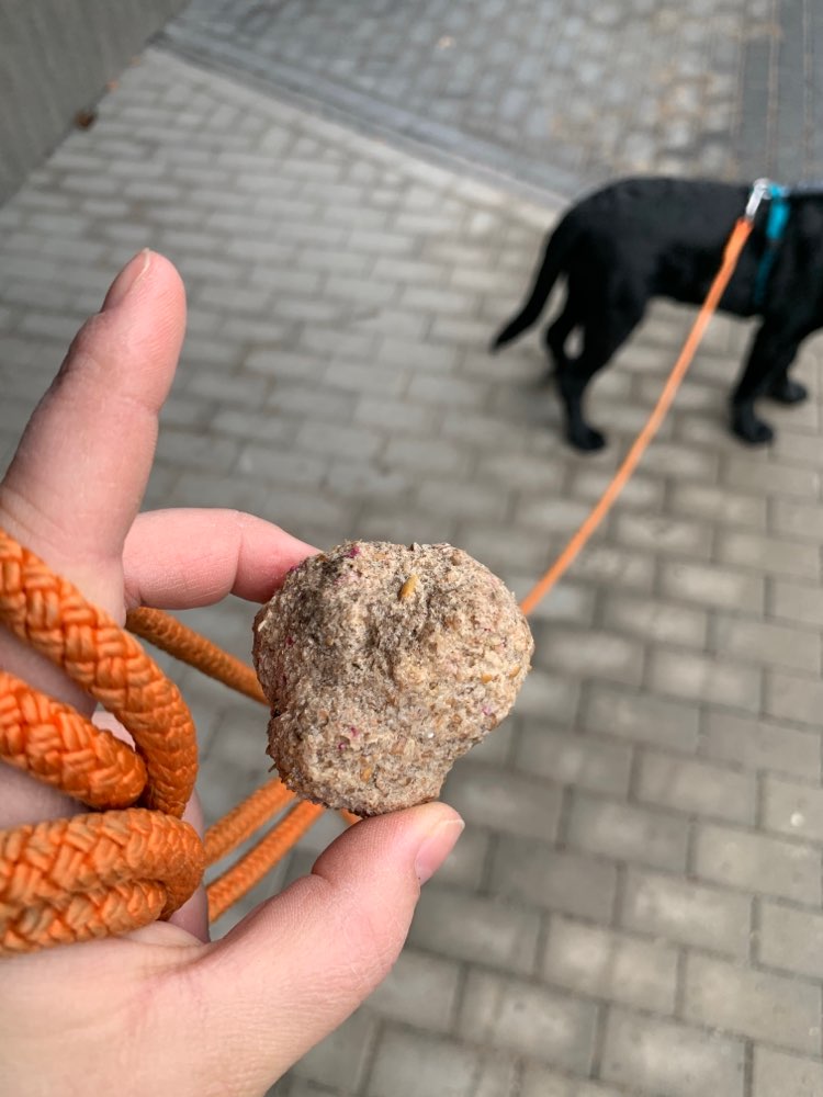 Giftköder-Evt. Gift?-Profilbild