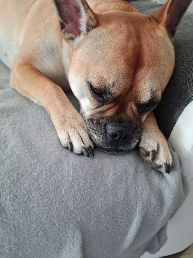 Hundetreffen-Gassi gehen gemeinsam ist schöner wie einsam-Profilbild