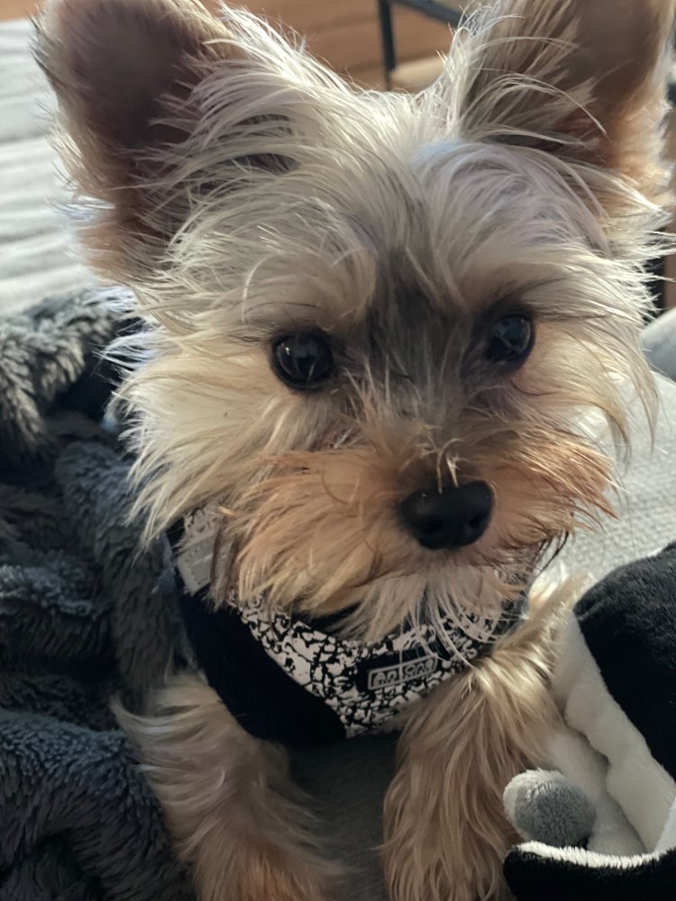 Hundetreffen-Welpen- & Junghundetreff in Frauenfeld-Profilbild