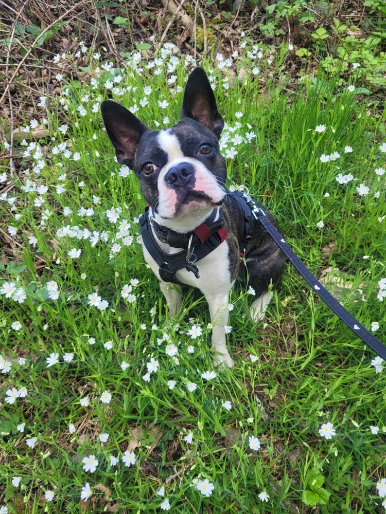 Hundetreffen-Gassi Runde und Spielen mit Lawrence (Boston Terrier)-Profilbild