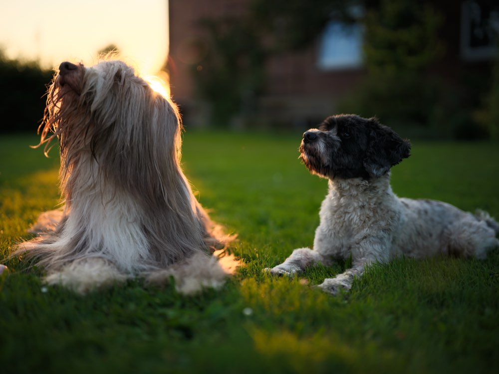 Hundetreffen-Gemeinsamer Spaziergang-Profilbild