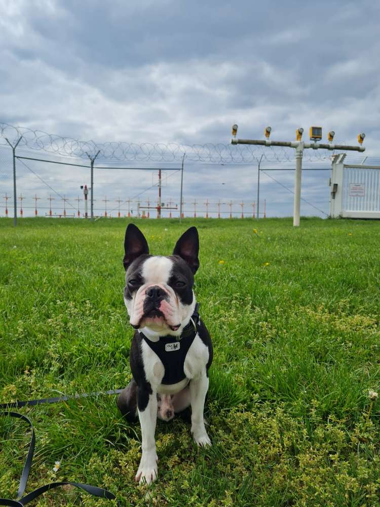 Hundetreffen-Spielkamerad(en) gesucht-Profilbild