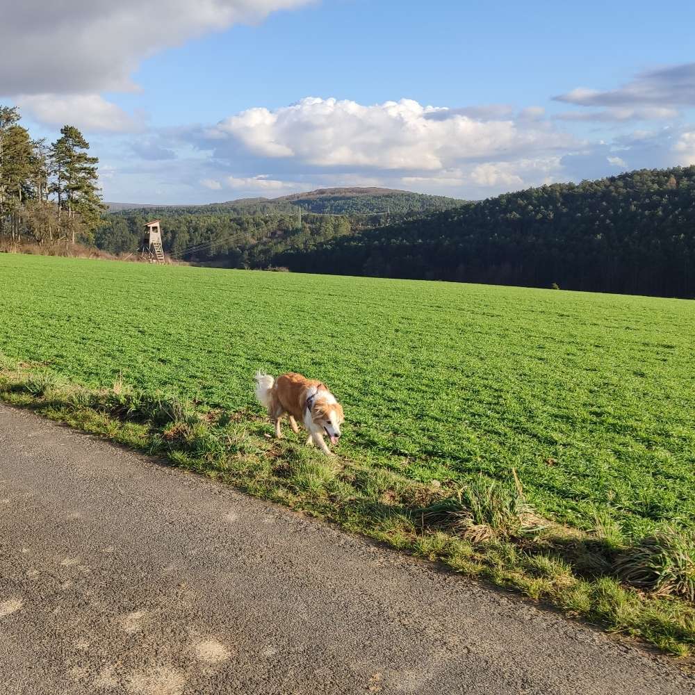 Hundetreffen-Lange Spaziergänge in und um Leinach-Profilbild