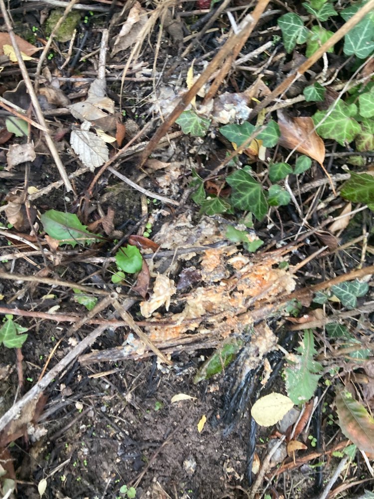 Giftköder-Essensreste-Profilbild