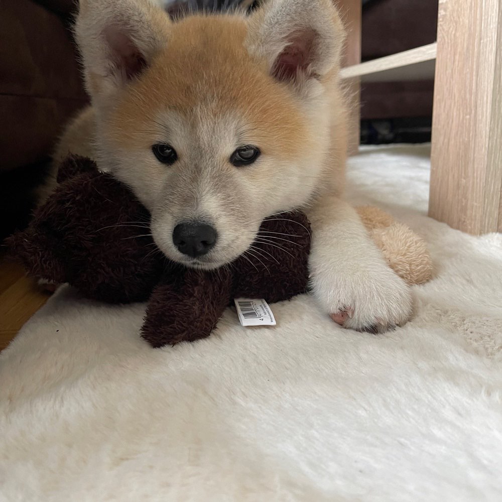 Hundetreffen-Spielkameraden für Lexa-Profilbild