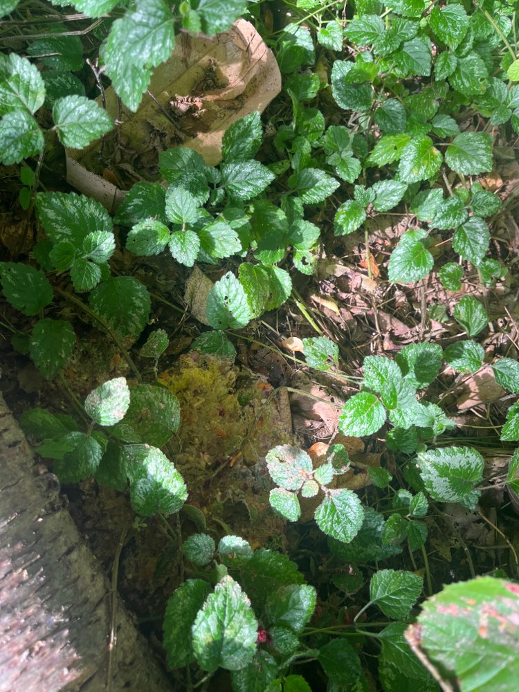 Giftköder-Evtl. Giftköder-Profilbild