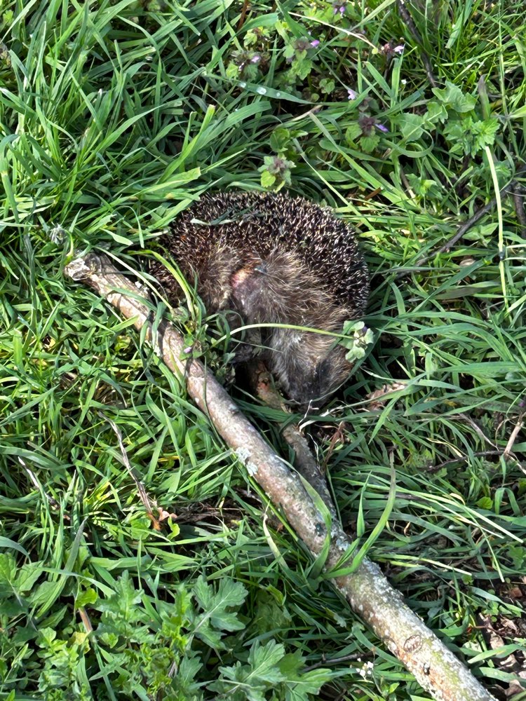 Giftköder-Toter Igel-Profilbild