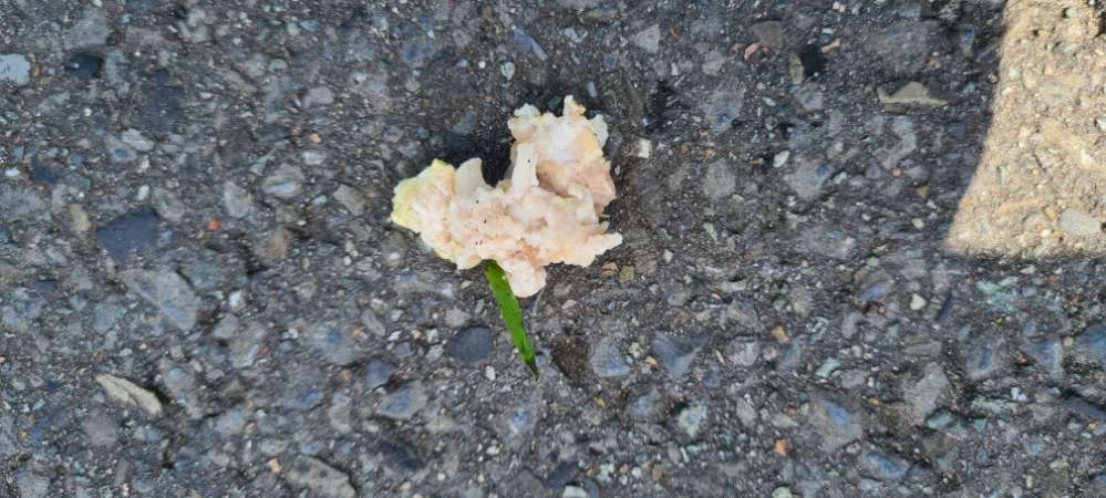 Giftköder-Möglicher Giftköder-Profilbild