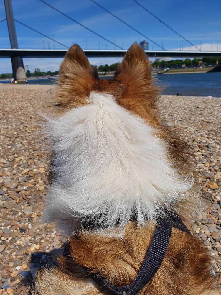 Hundetreffen-Gesellschaft für gemeinsame Runden gesucht-Profilbild