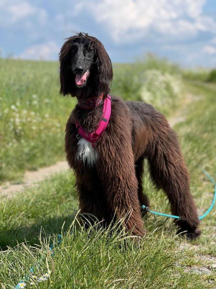 Hundetreffen-Entspanntes Hundetreffen-Profilbild