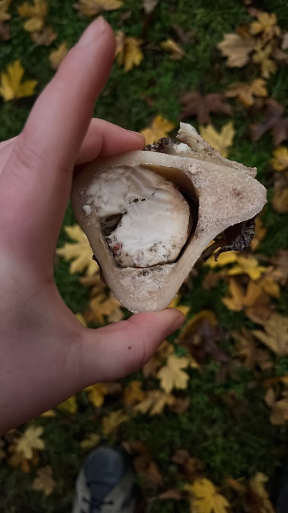 Giftköder-Vermutlich Giftköder-Profilbild