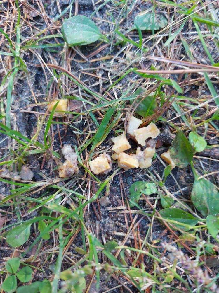 Giftköder-Giftköder oder merkwürdige Käsebrocken-Profilbild