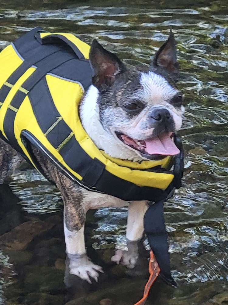 Hundetreffen-Boston Terrier Treff-Profilbild
