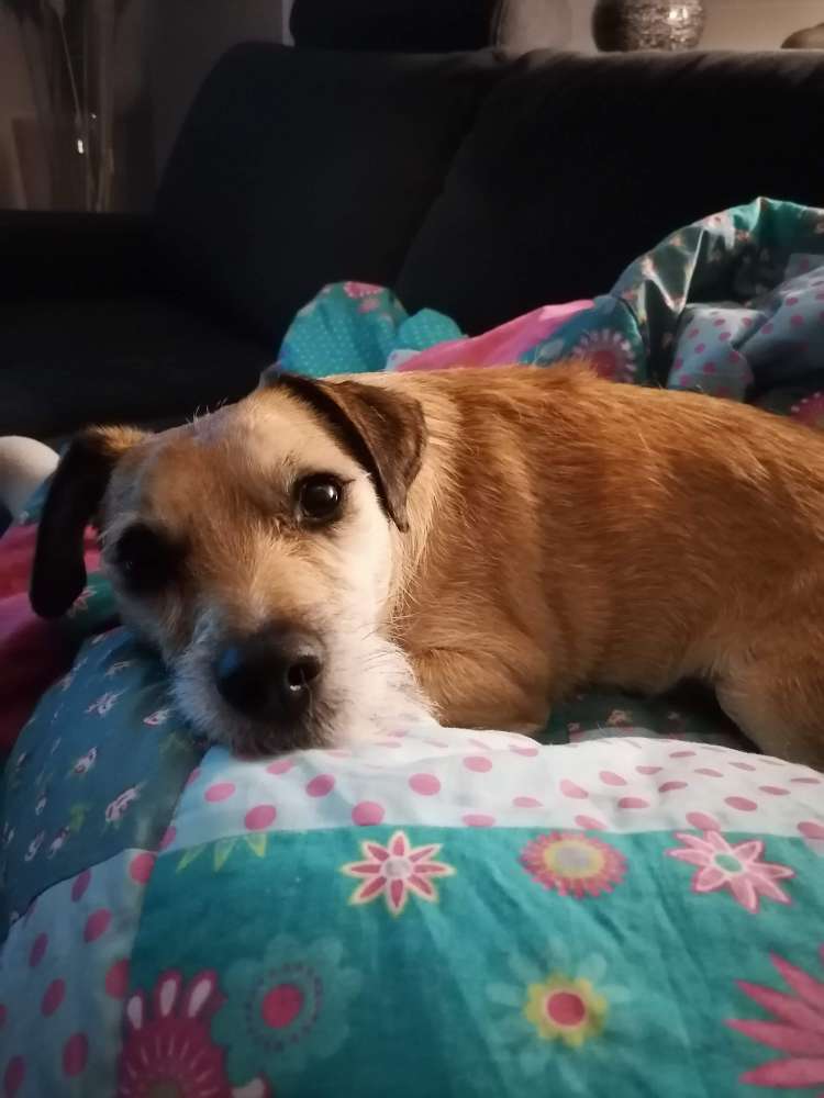 Hundetreffen-Waldspaziergang-Profilbild