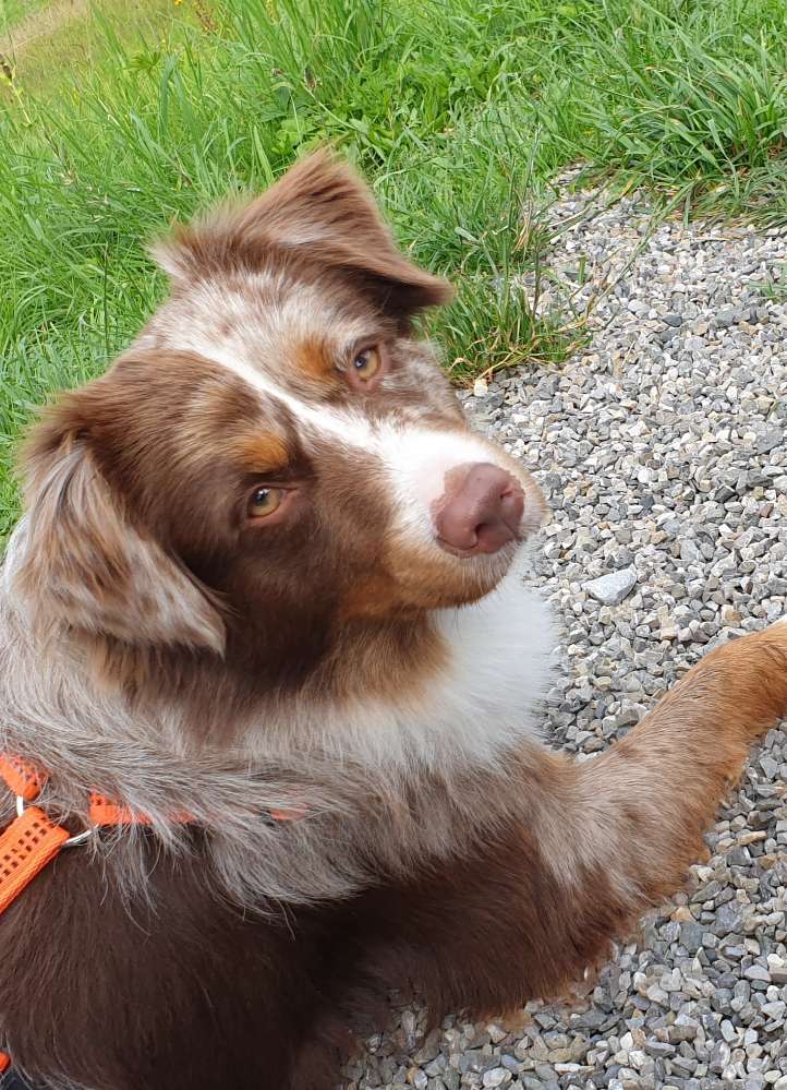 Hundetreffen-Aussie-Austausch, Gassi und Spielen-Profilbild