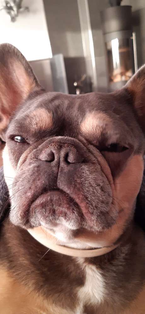 Giftköder-Toter Hase-Profilbild