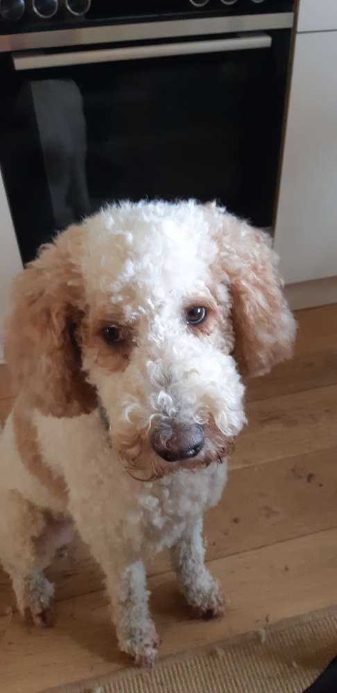 Hundetreffen-Spielrunde mit meine Hündin-Profilbild